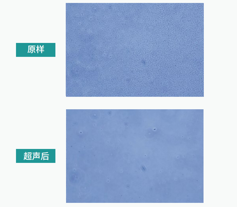 大肠杆菌样本超声破碎后前后显微镜下存活率对比